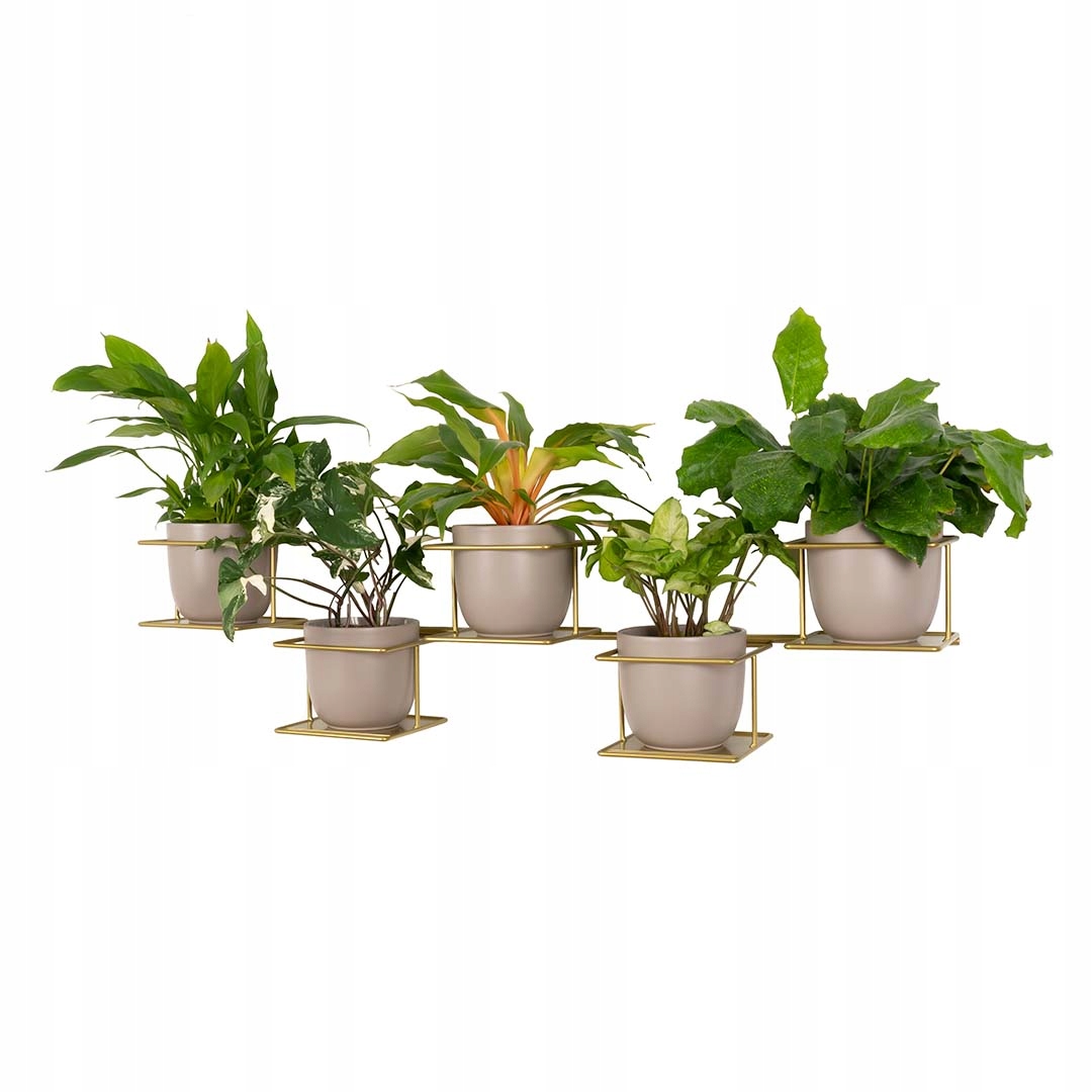 Držiak Na Kvetináč Džungľa 4 nástenný horizontálny 5 rastlín veľké kvetinové záhony zlatý glamour