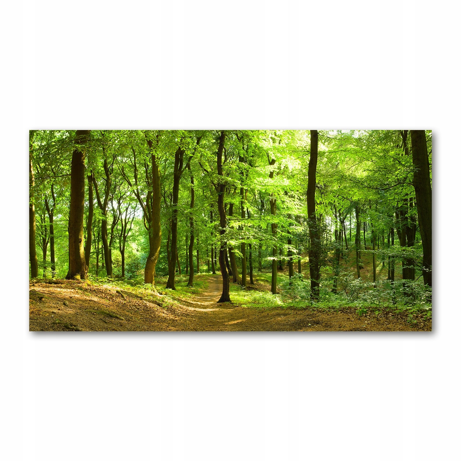 

Foto obraz akryl zdjęcie Leśna ścieżka 120X60 cm