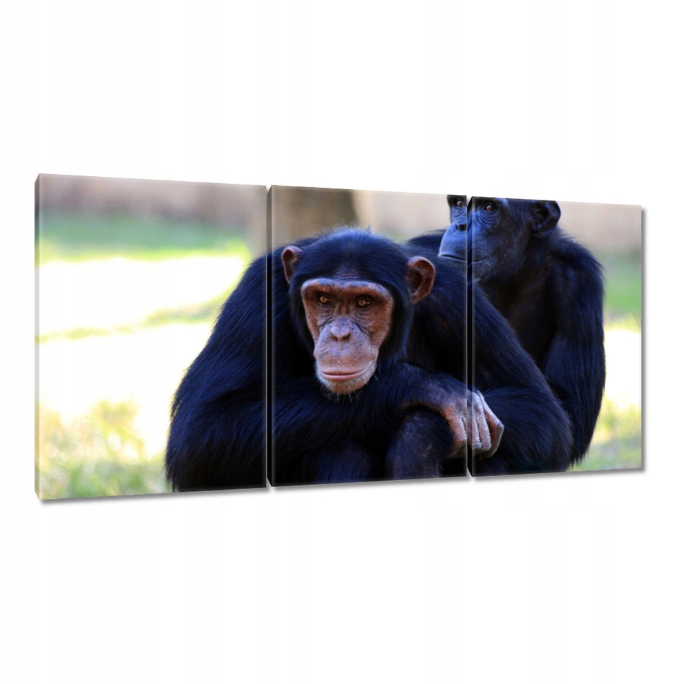 

Obrazy 120x60 Szympans