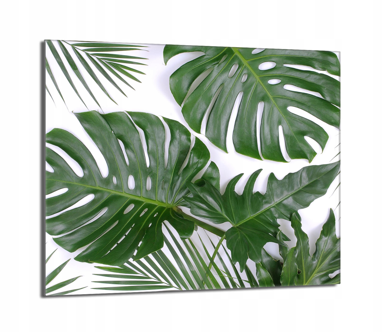 Skleněná ochranná deska na sporák 60x52 Monstera Do Kuchyně