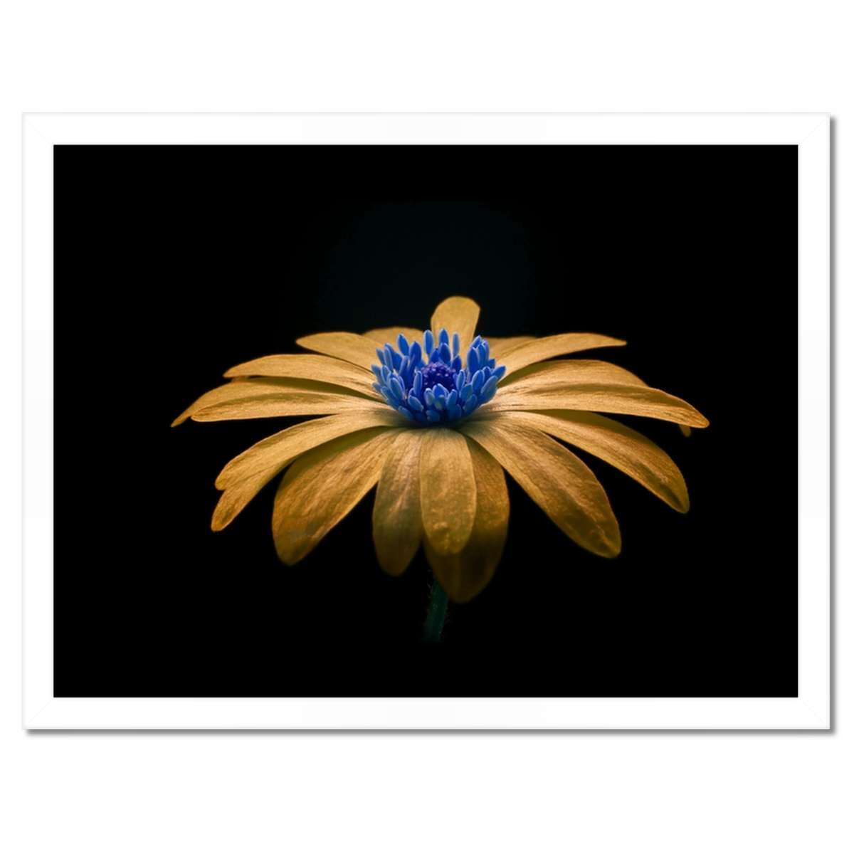 Plakáty v rámu 40x30 Čajový květ