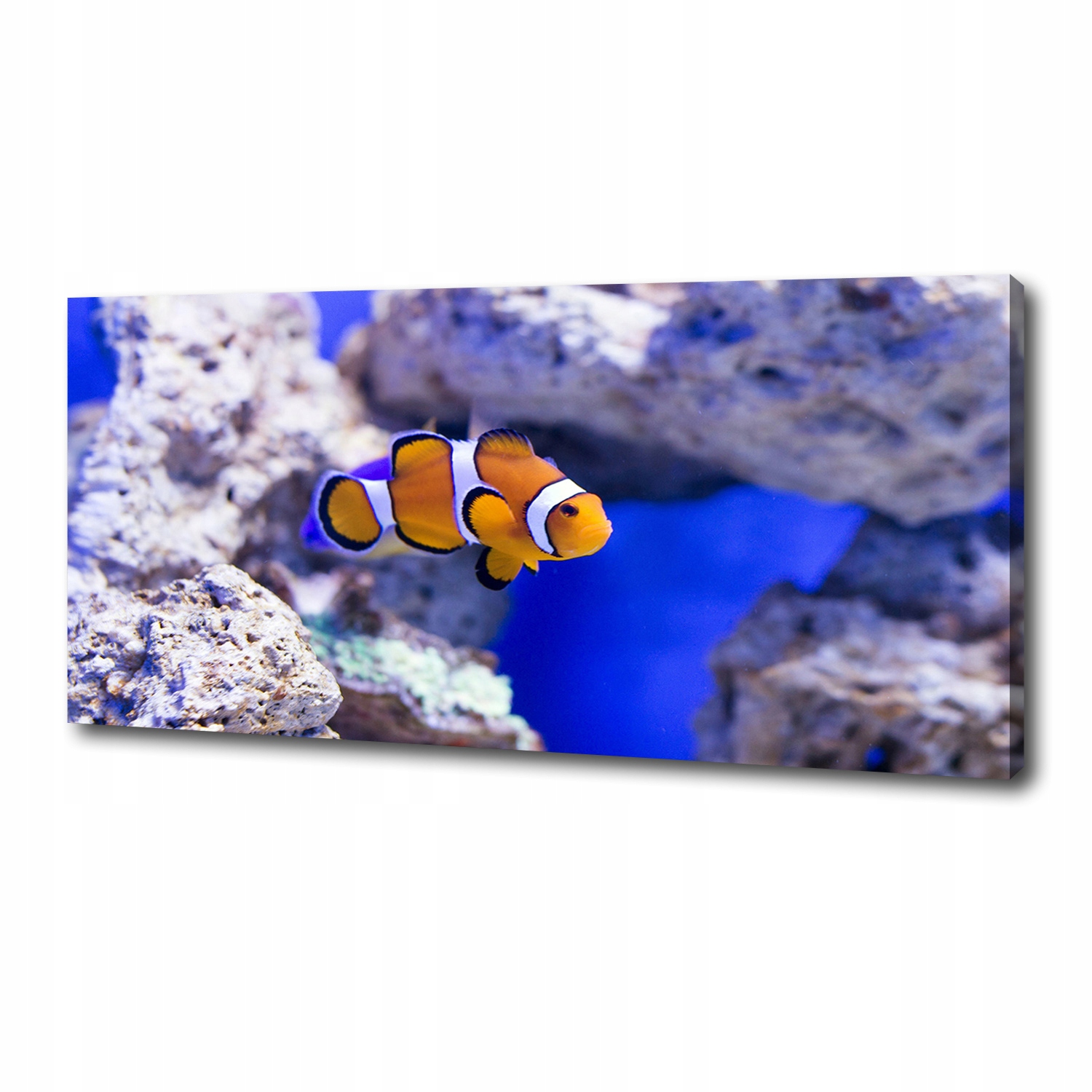 

Foto obraz canvas Błazenek rafa koralowa 125x50 cm