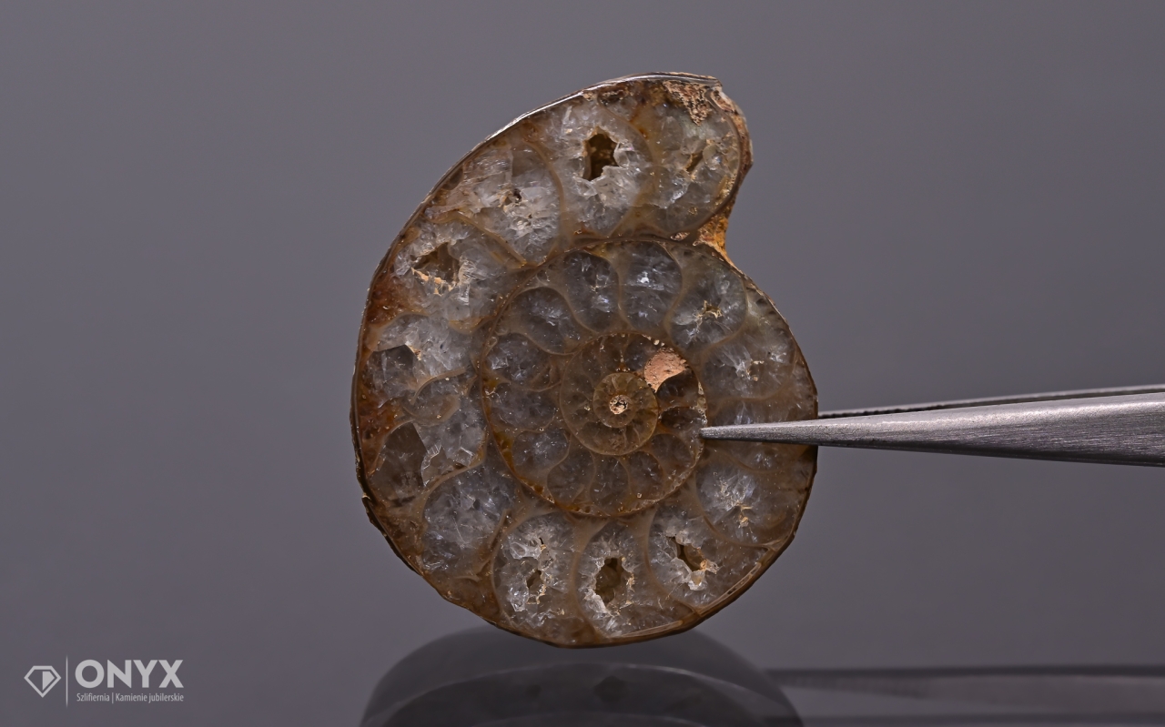 Amonit z Madagaskaru nepravidelný 33x27 mm