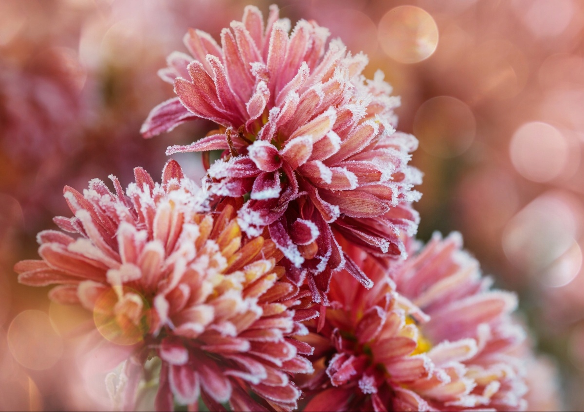 

Fototapeta Flizelinowa Aster lód Różowy 312x219
