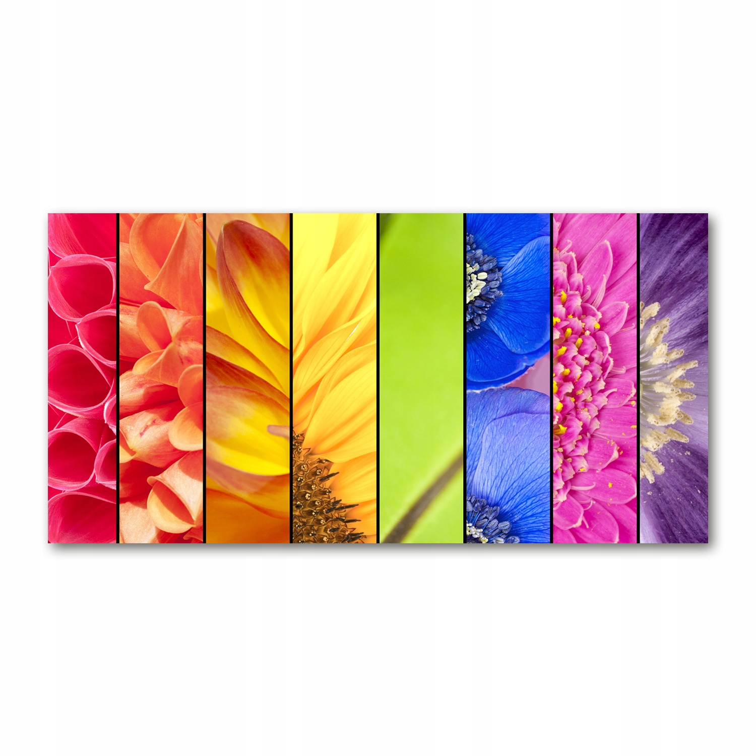 

Foto obraz akryl zdjęcie Kolorowe kwiaty 120X60 cm