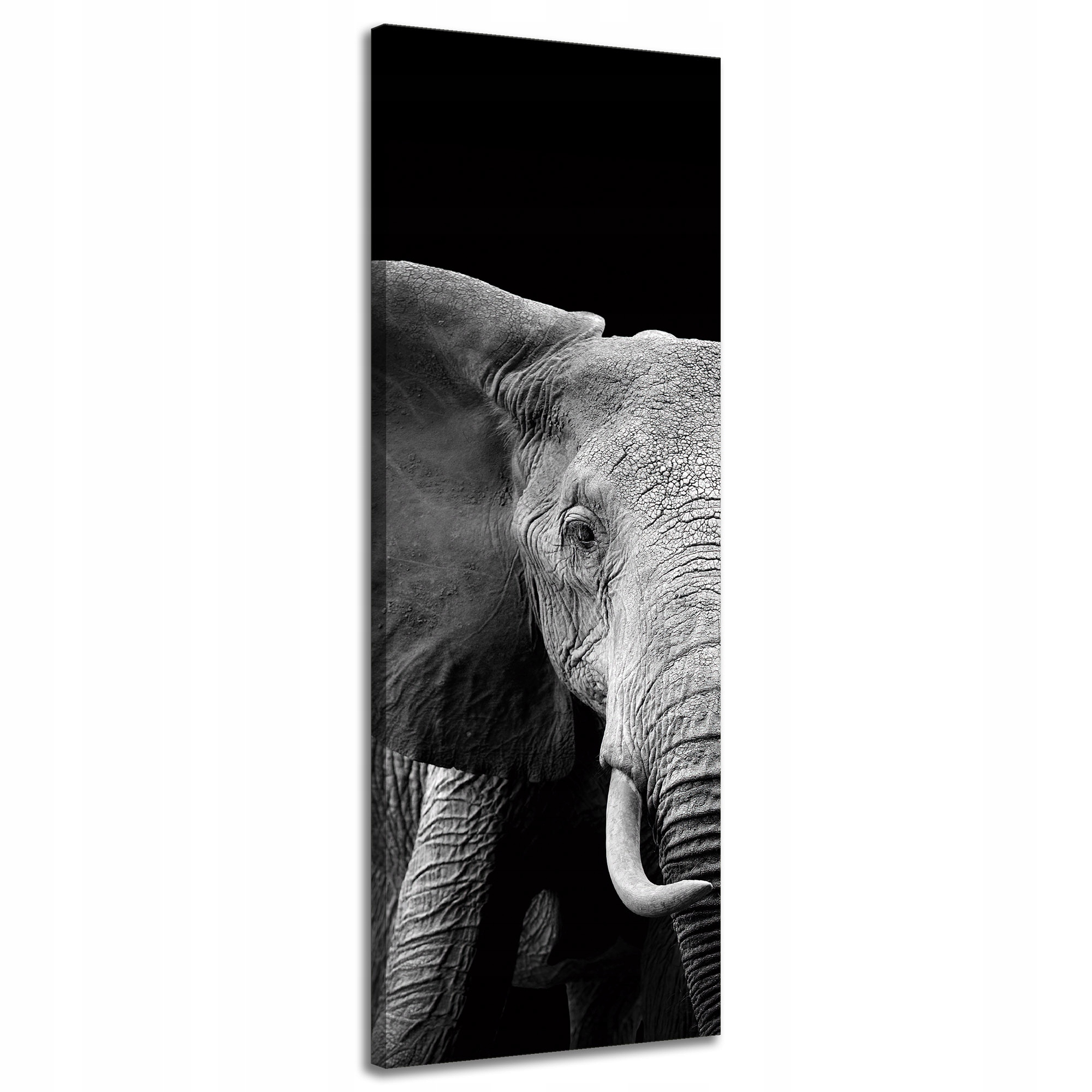 Obraz na plátně Šedý velký slon na černém pozadí 40x120 cm