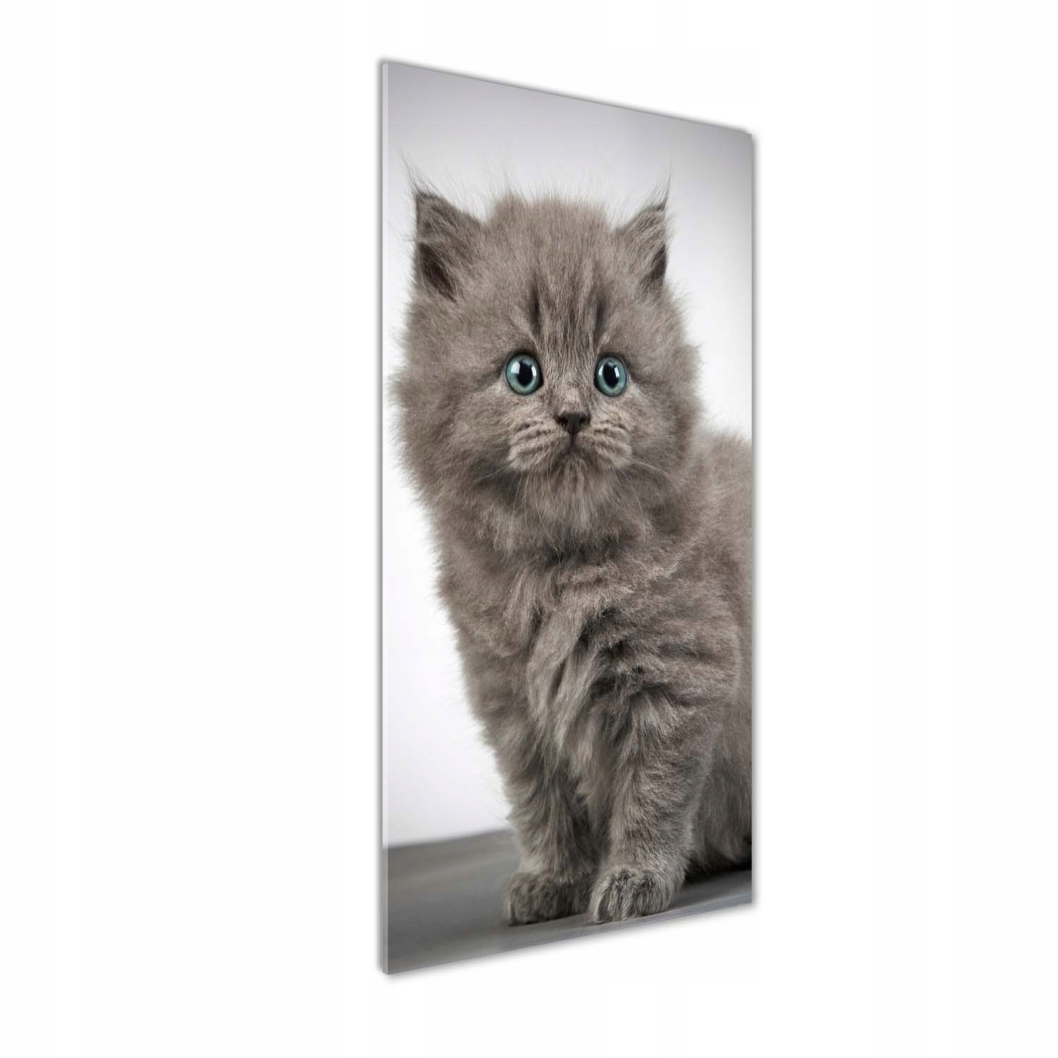 

Foto obraz akrylowy Szary brytyjski kot 50x125cm