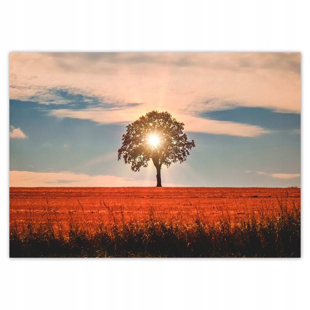 

Fototapety flizelina 208x146 Samotne drzewo