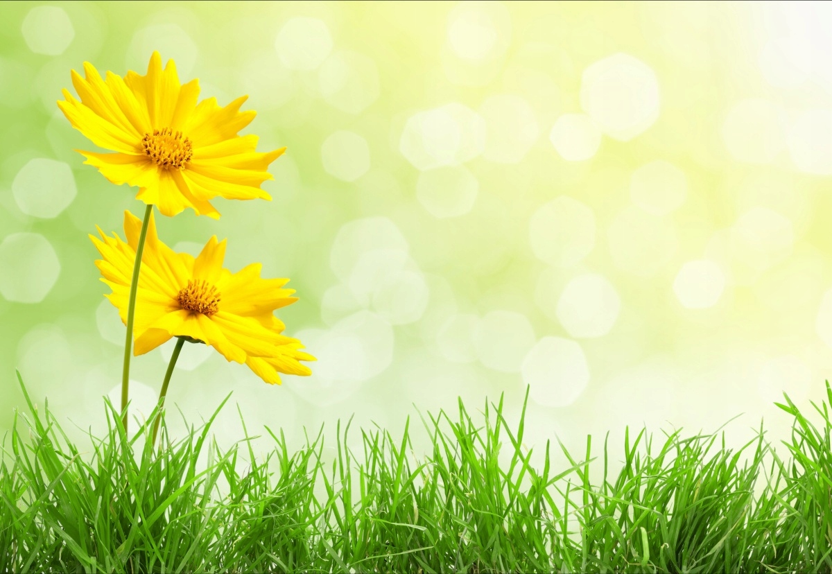 

Tapeta flizelinowa Żółte kwiaty 152x104