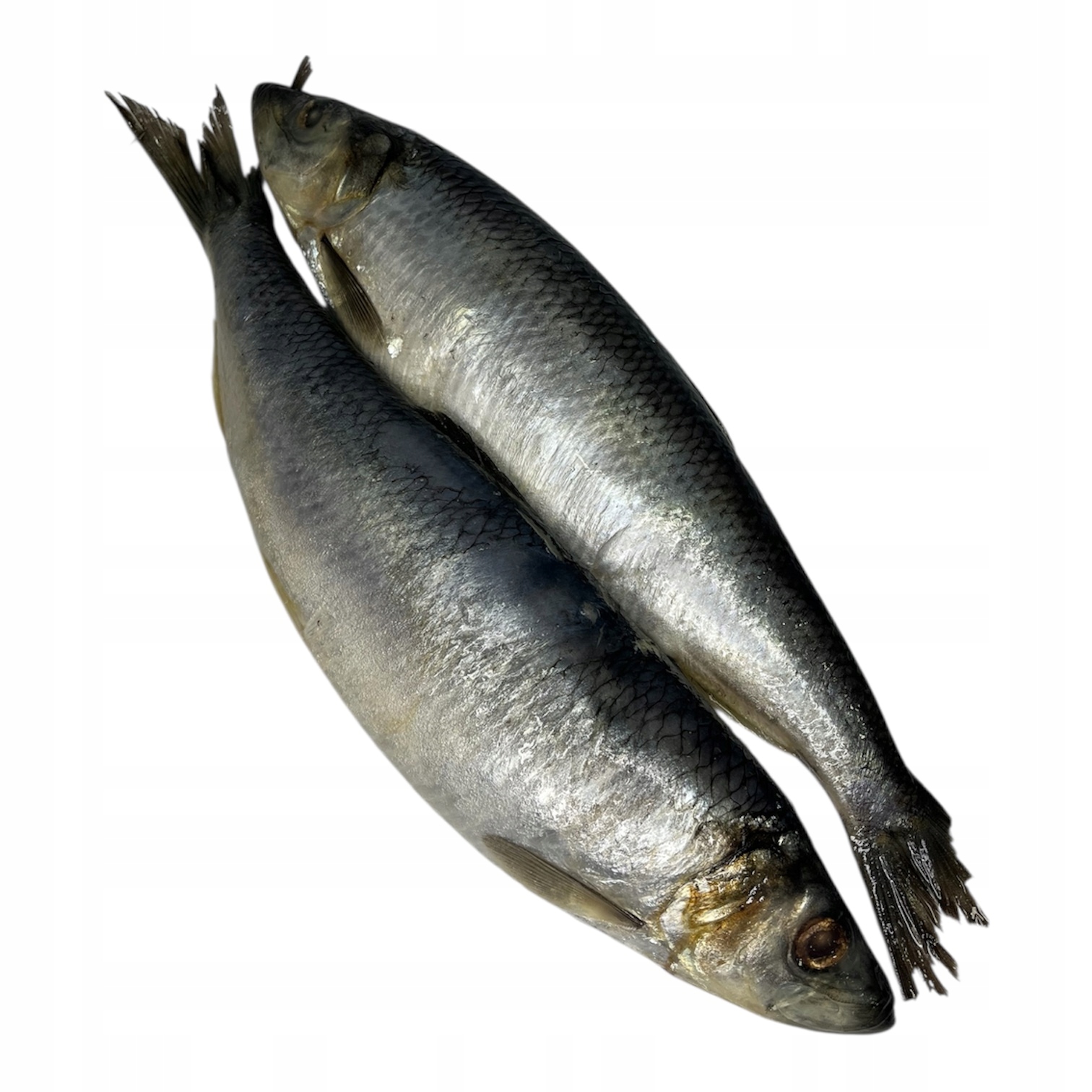 Śledź Atlantycki Lekko Solony Małosolony Cały Z Głową 4kg Wiadro