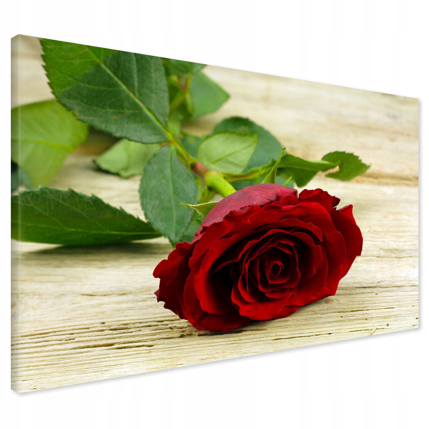 

Obraz na płótnie róża kwiat 120x80