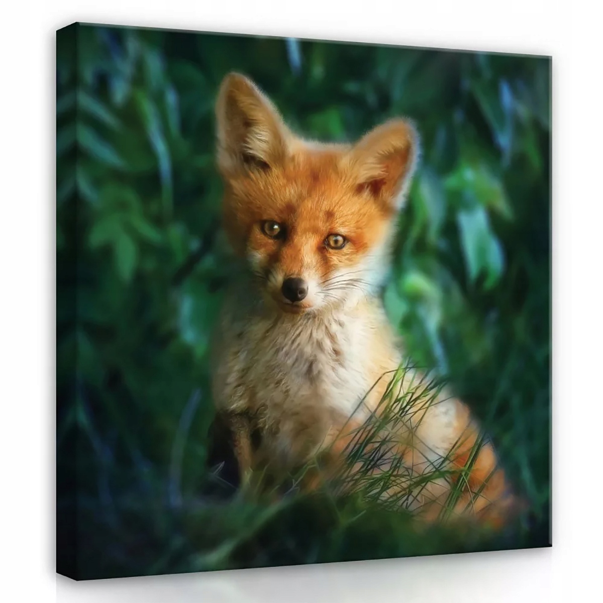Obraz Na Plátně Canvas 80x80 Rezavá Liška Liška
