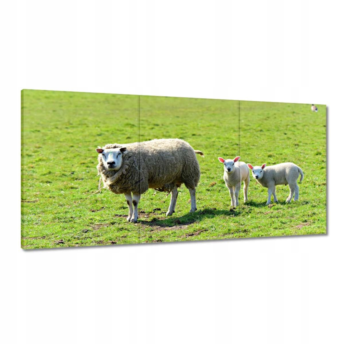 Obrazy 180x90 Pasenie oviec Ovce