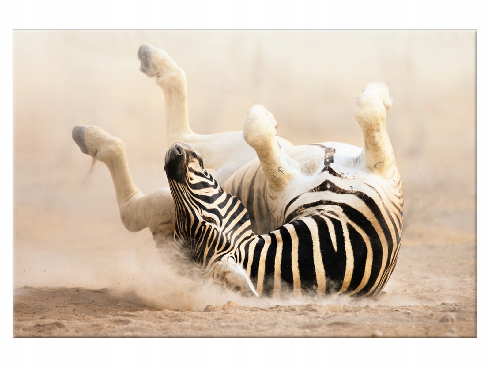 

Obraz 90x60 płótno Pejzaż Zebra Niebo Płótno