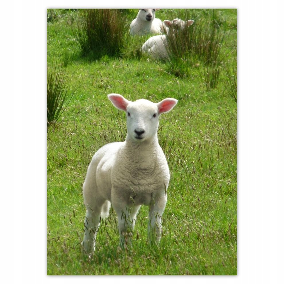 

Plakaty 50x70 Wypas owiec Owieczki Owce