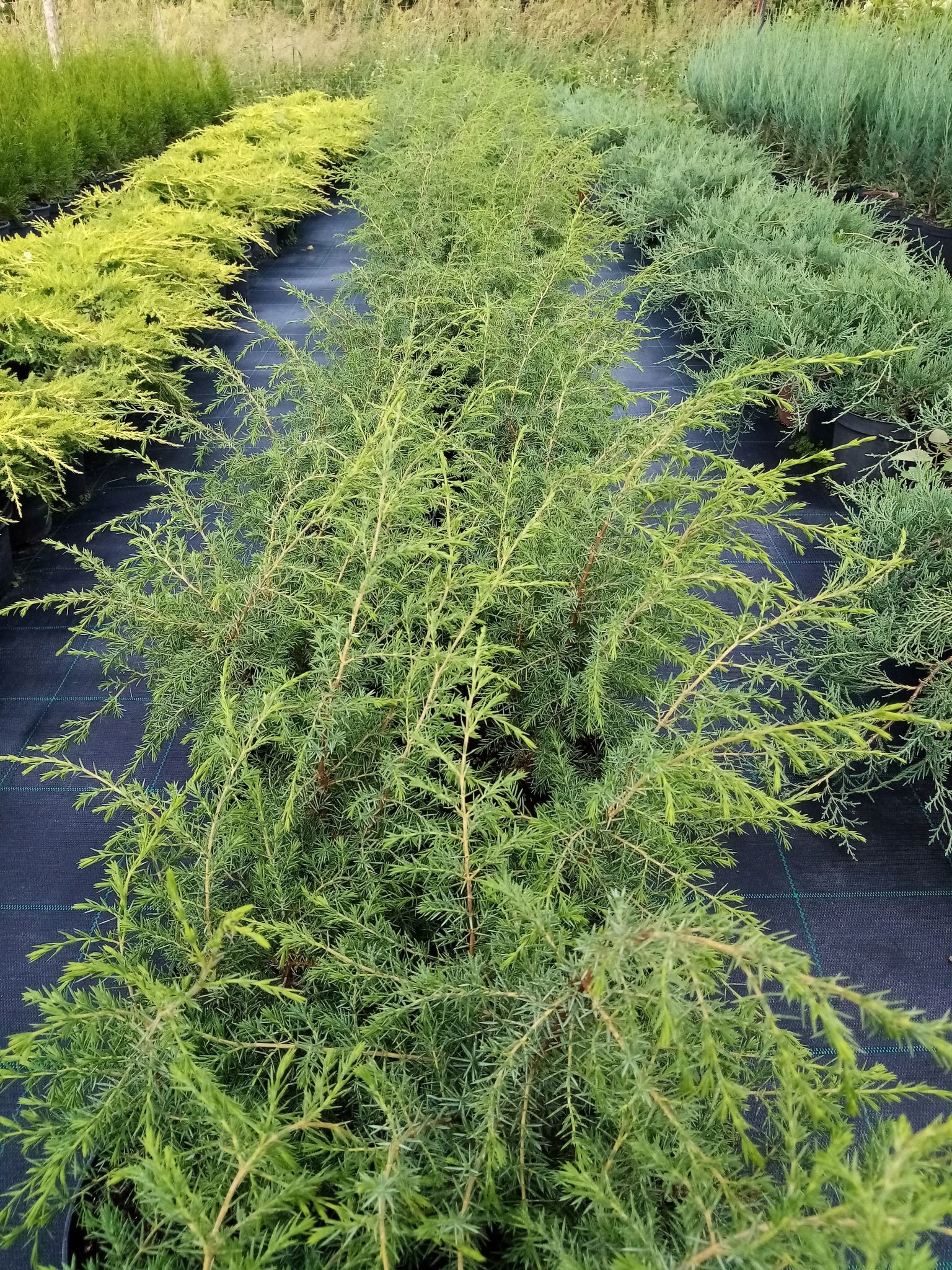 Можжевельник стелющийся ''Hornibrooki'' - 97