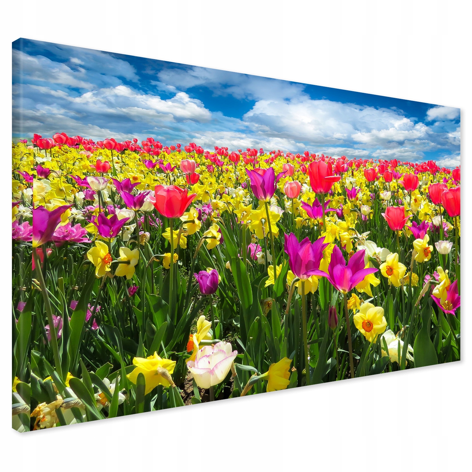

Obraz na płótnie kwiaty tulipany łąka 120x80