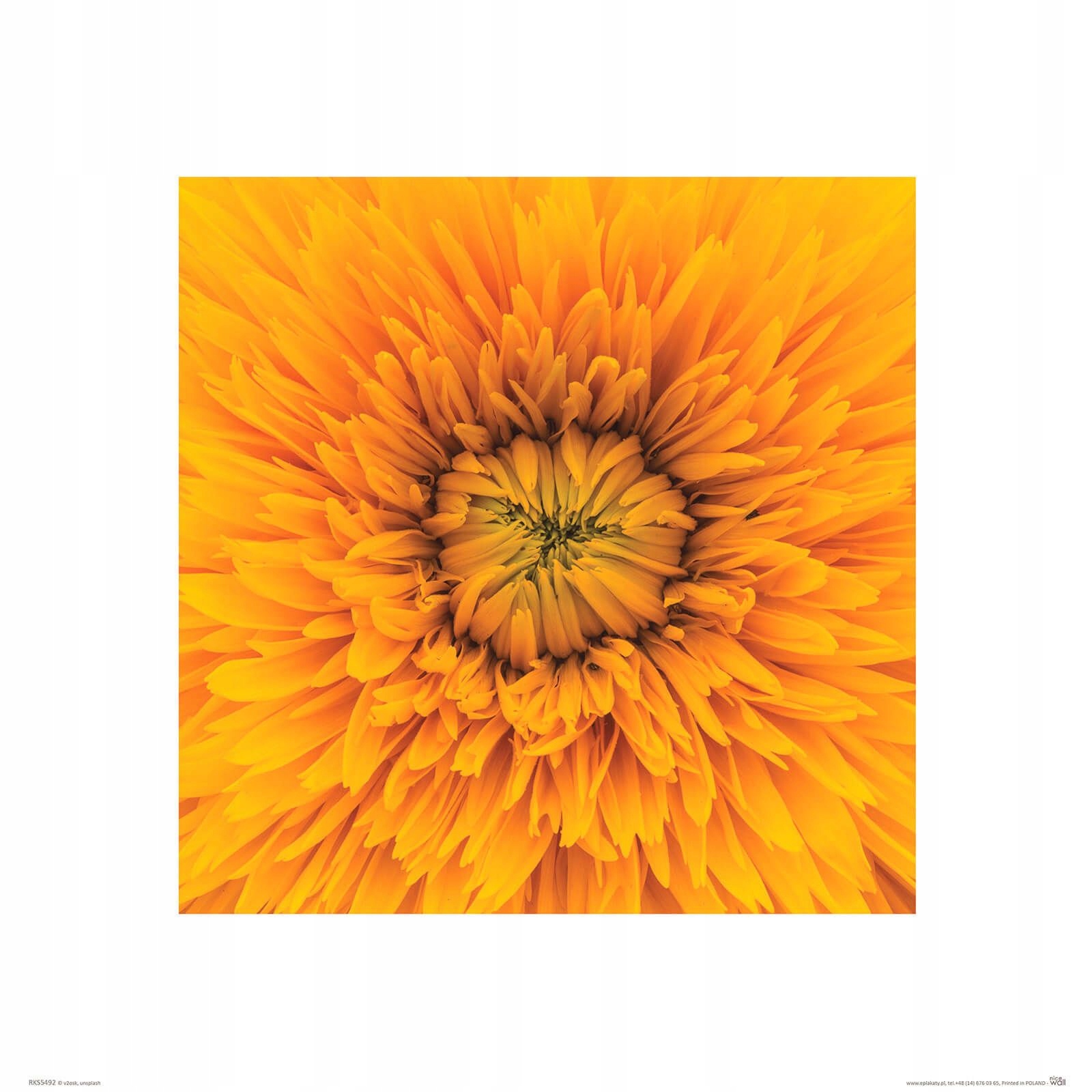 

Dandelion reprodukcja na ścianę 40x40 cm