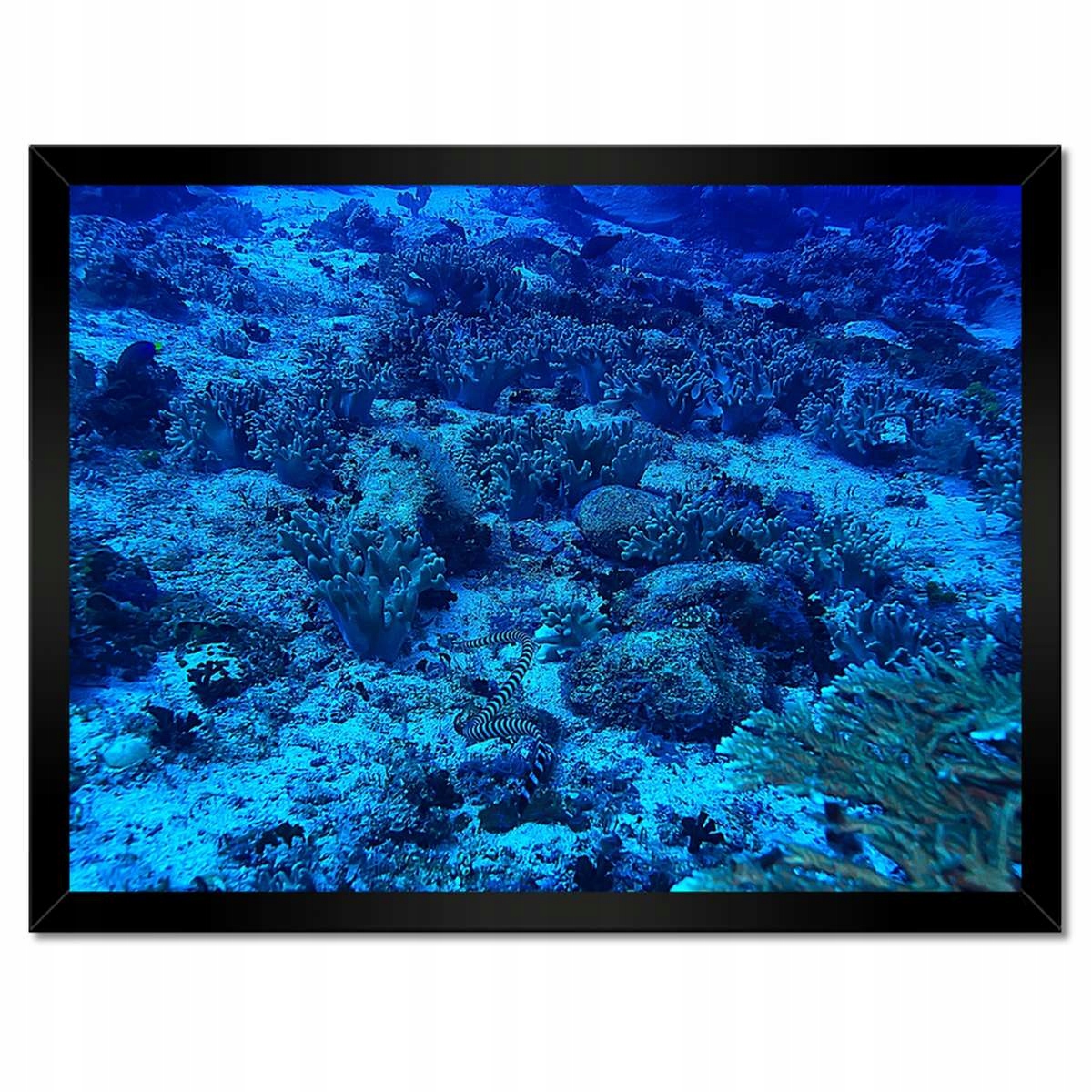 Plakáty v rámu 40x30 Ocean ekosystem rafa