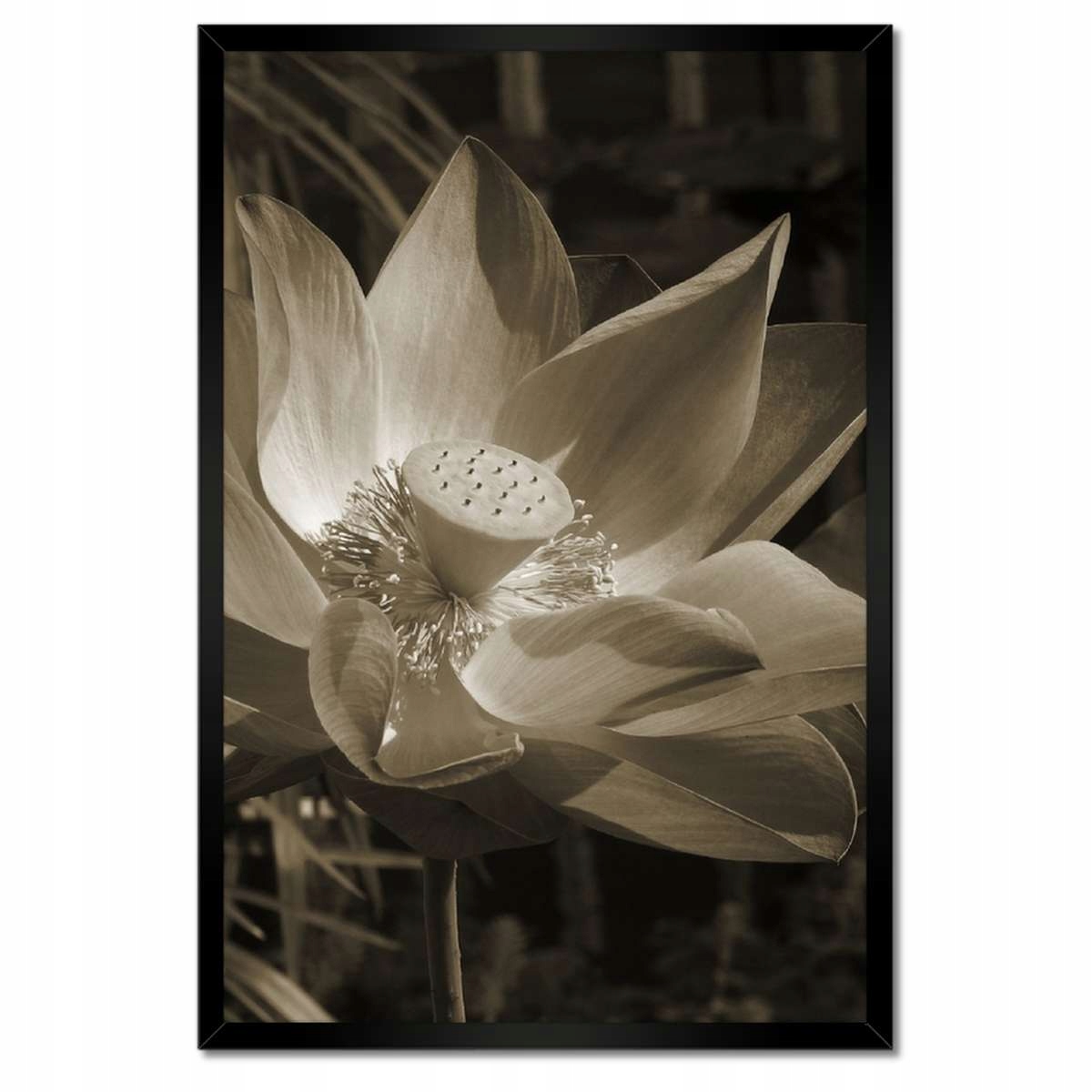 Plakáty v rámu 40x60 Lotos Lotosový květ
