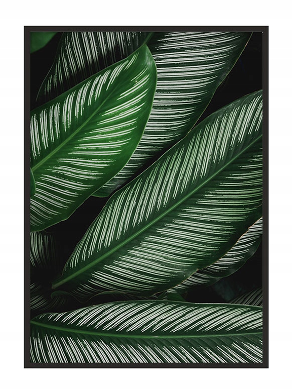 

Obraz Plakat W Ramie 53x73 cm Liście P919