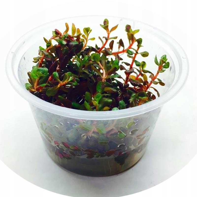 ROŚLINA AKWRIOWA ROTALA ROTUNDIFOLIA INDICA KUBEK Z ŻELEM WOLNA OD GLONÓW
