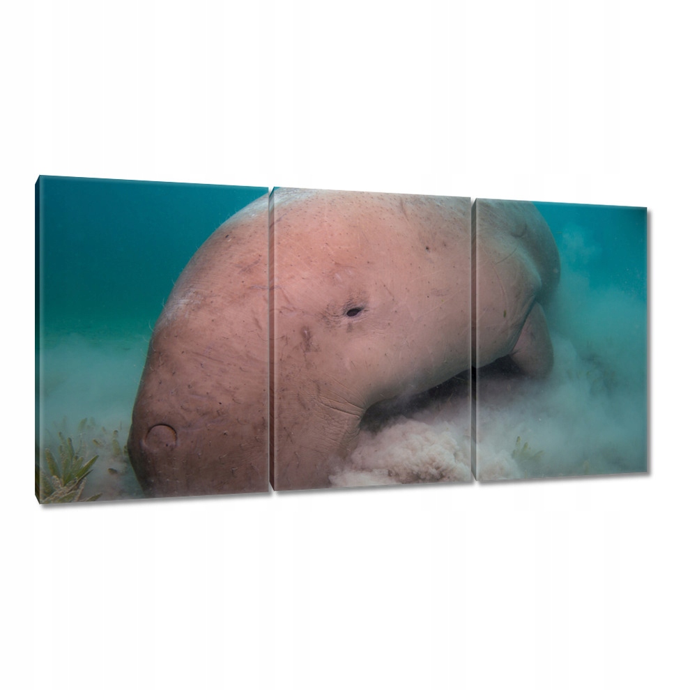 

Obrazy 120x60 Zwierzęta Zwierzątka