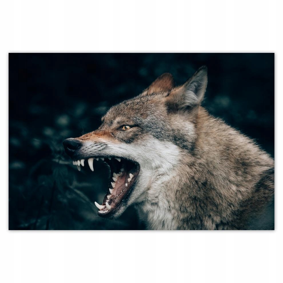 

Plakaty 60x40 Wilk Wilki Wolf