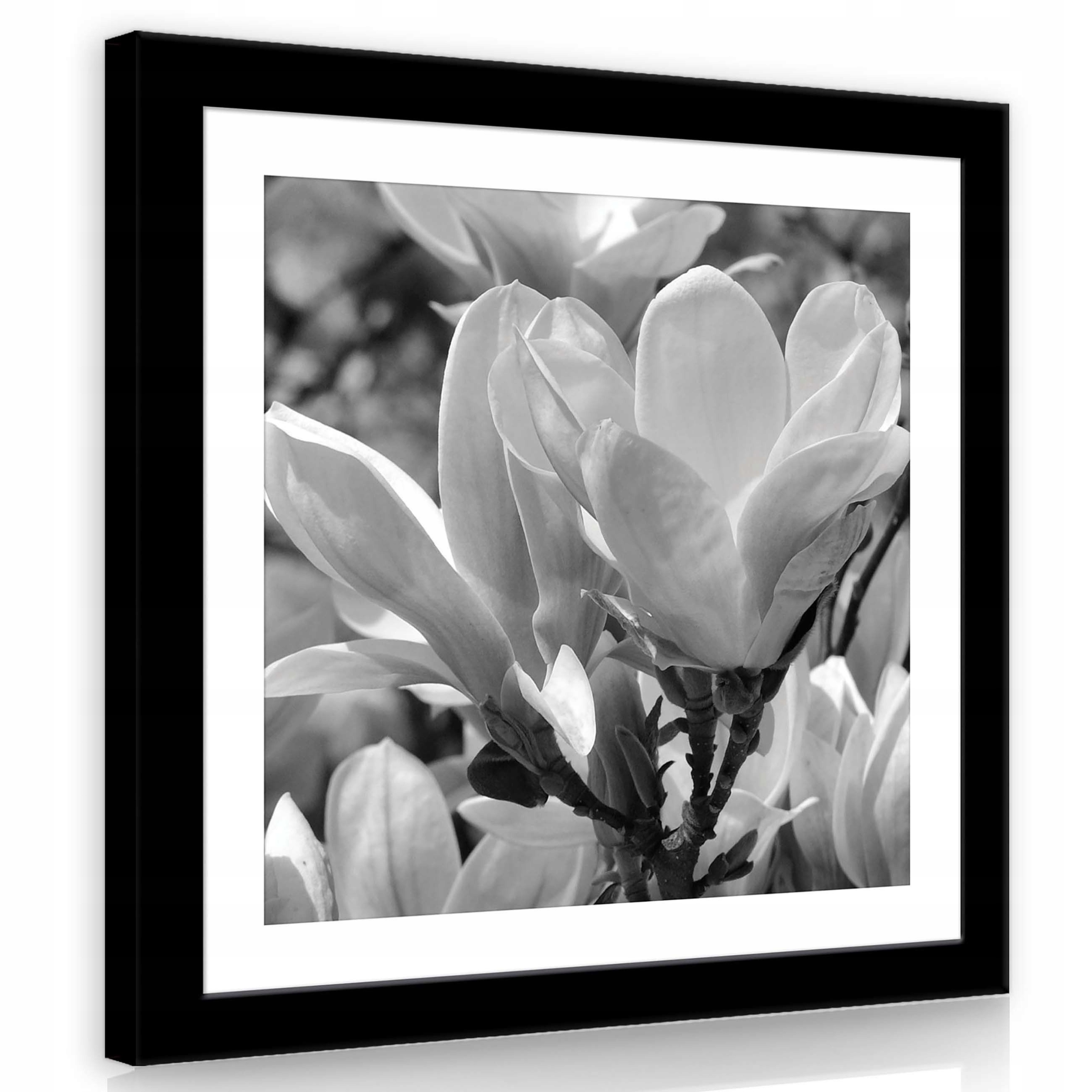 Obraz 80x80 Magnolie květiny černobílé přiblížení flóra příroda elegance