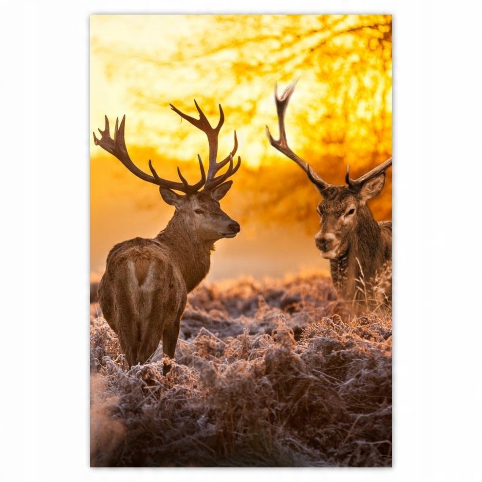 

Plakat samoprzylepny 40x60 Jelenie o poranku