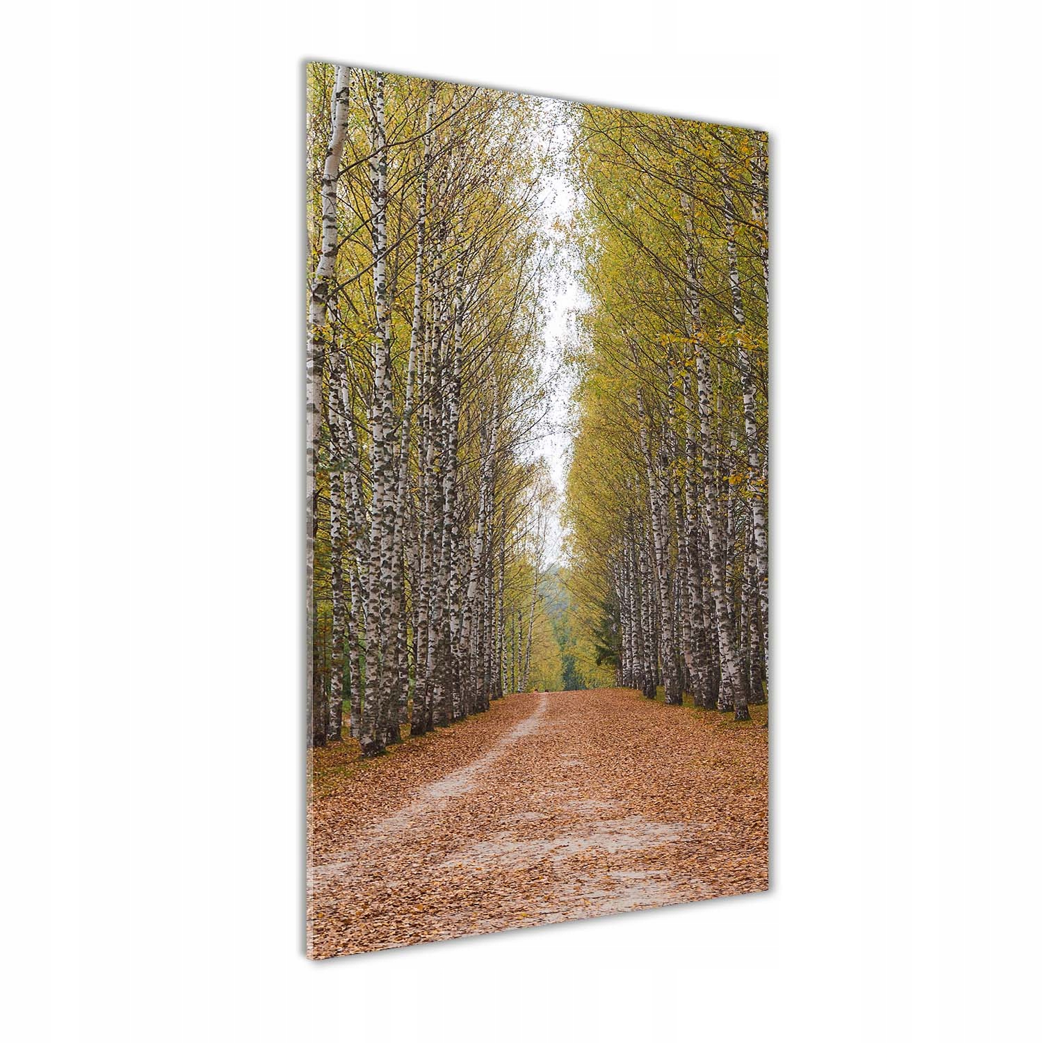 

Nowoczesny fotoobraz akrylowy Las brzozowy 60x120