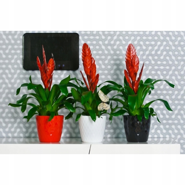 DONICZKA CRISTAL 25 CM CZERWONA OSŁONKA PLASTIKOWA EAN (GTIN) 5905907219928