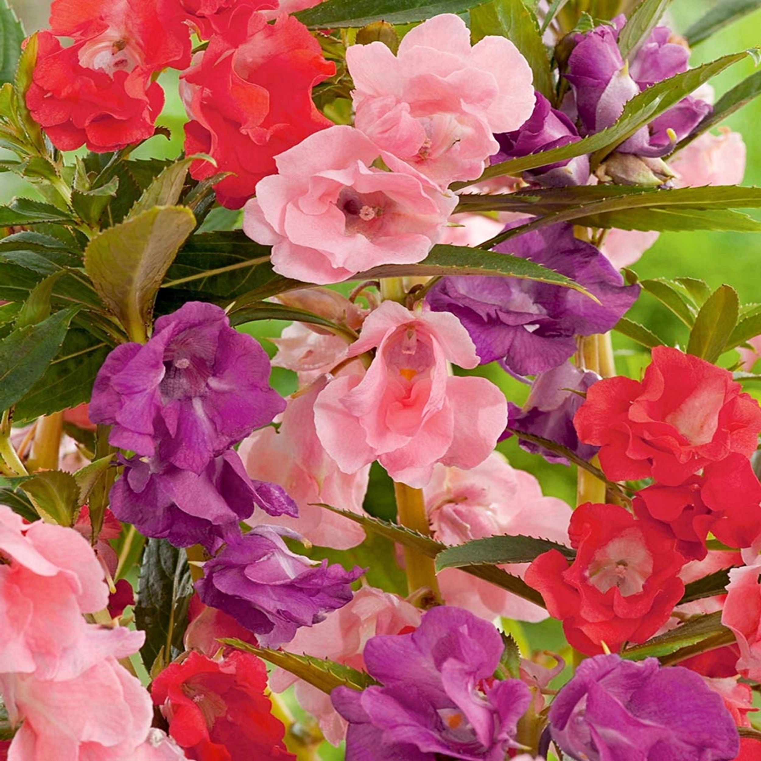 BALSAMINA KAMELIOWA KARŁOWA NASIONA NA RABATY DONICZKOWA MIX KWIATY 0,5g