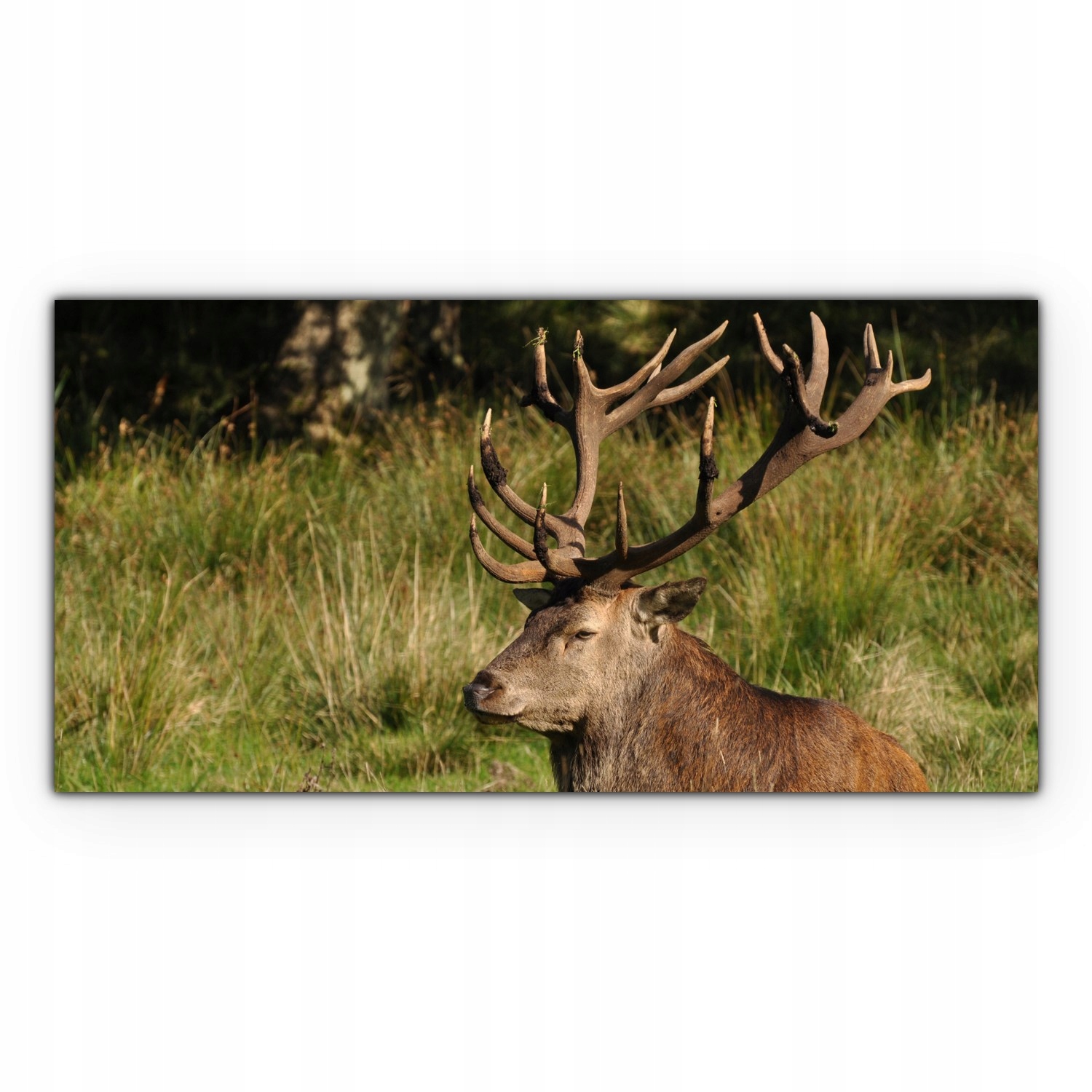 

Obraz Canvas dekoracja 140x70 Jeleń Pole Zwierzę