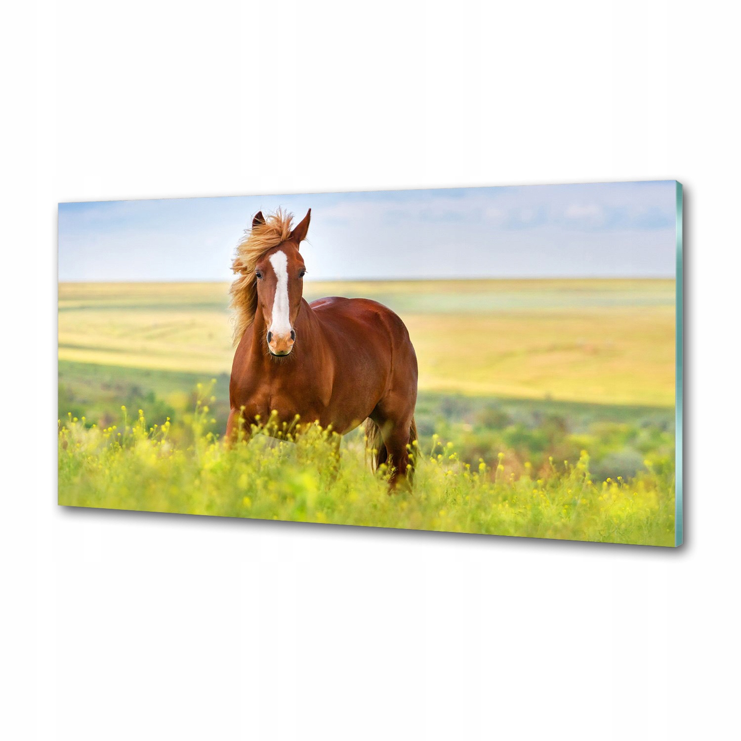 Dekorační panel sklo Hnědý kůň 100 x 50 cm Lepidlo