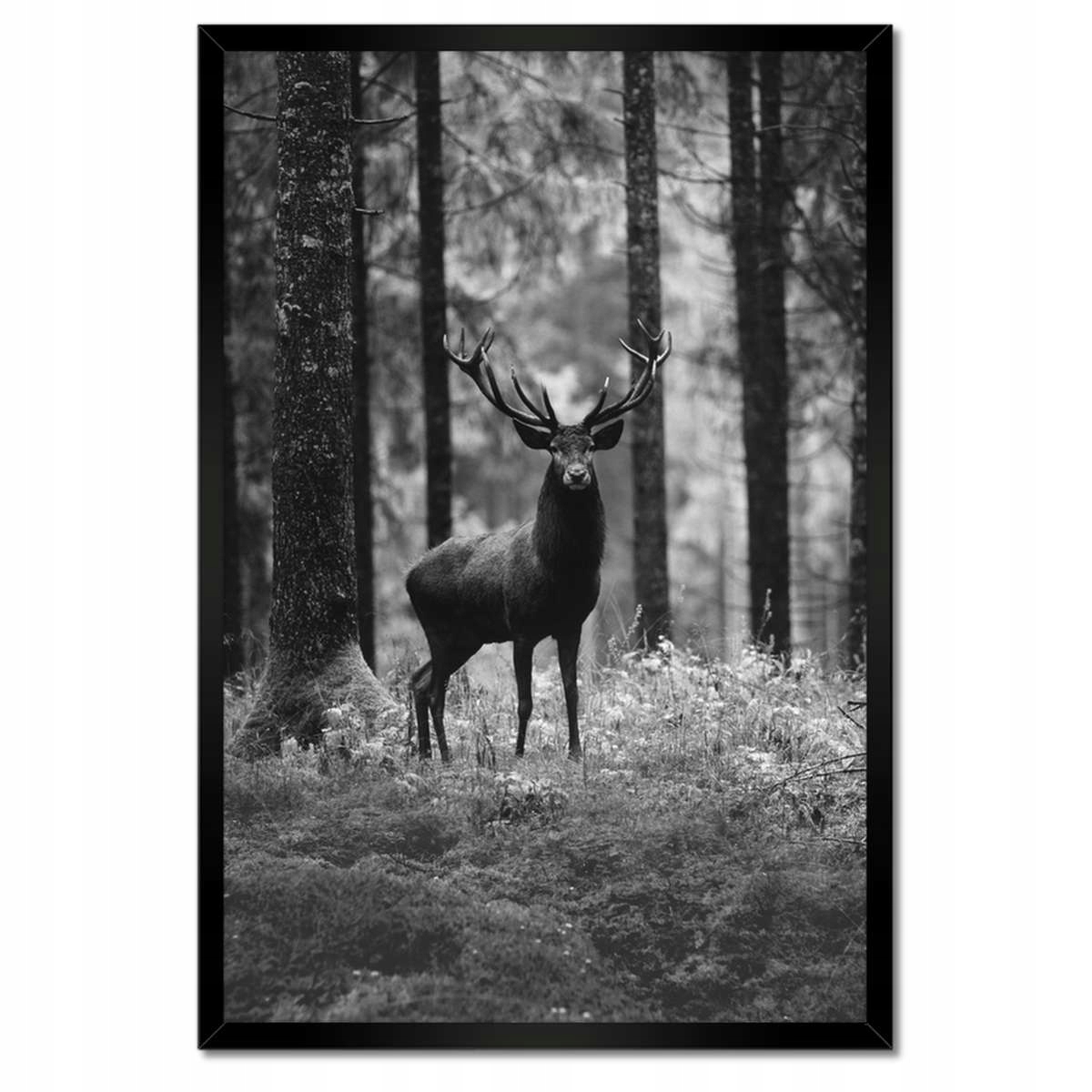 Plakáty v rámu 40x60 Jelen v lese B&w