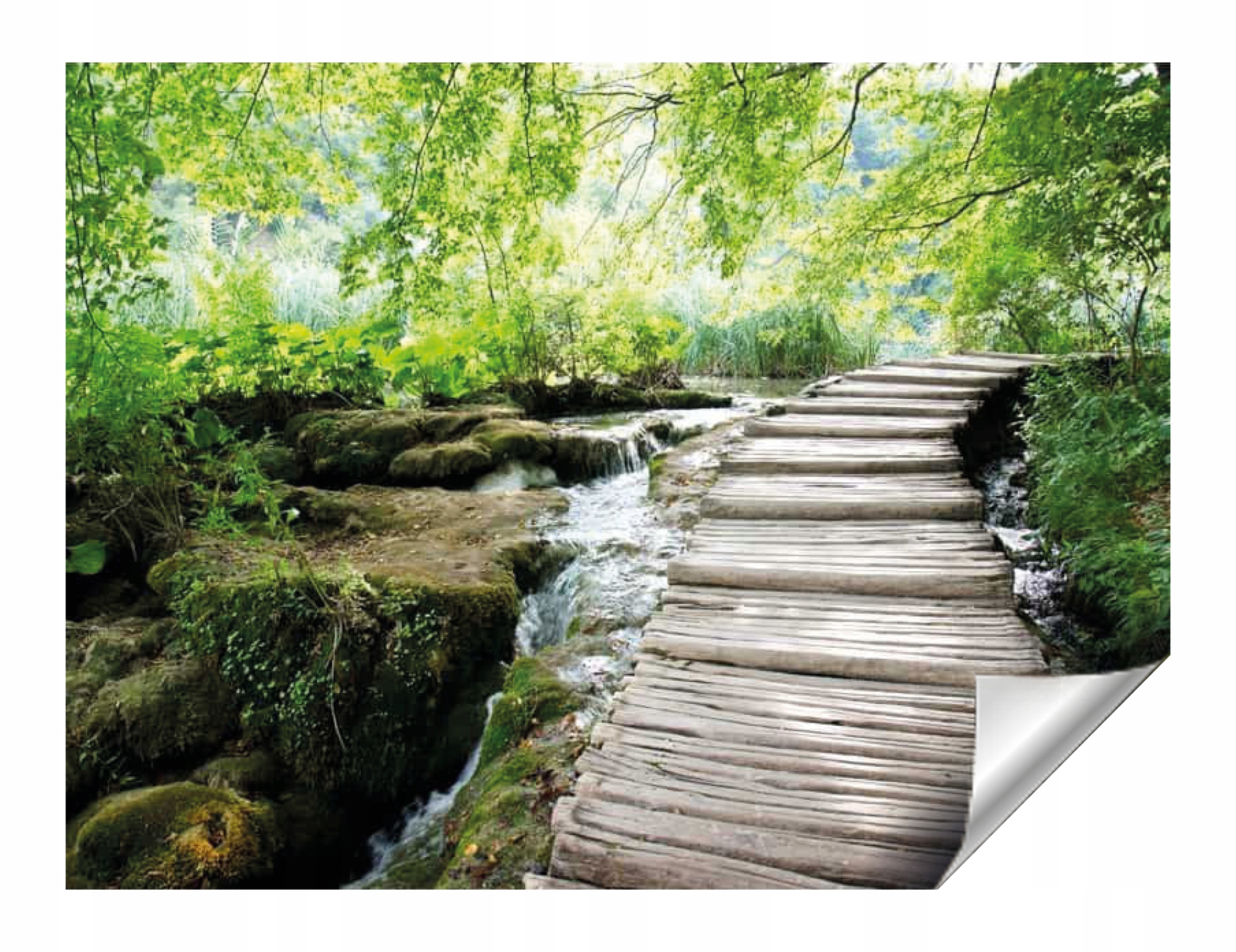 

Fototapety 3D Las Drzewa 12 Wzorów Flizelina