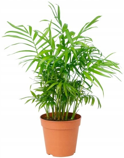 

Chamedora Elegans Palma Koralowa do Las W Słoiku