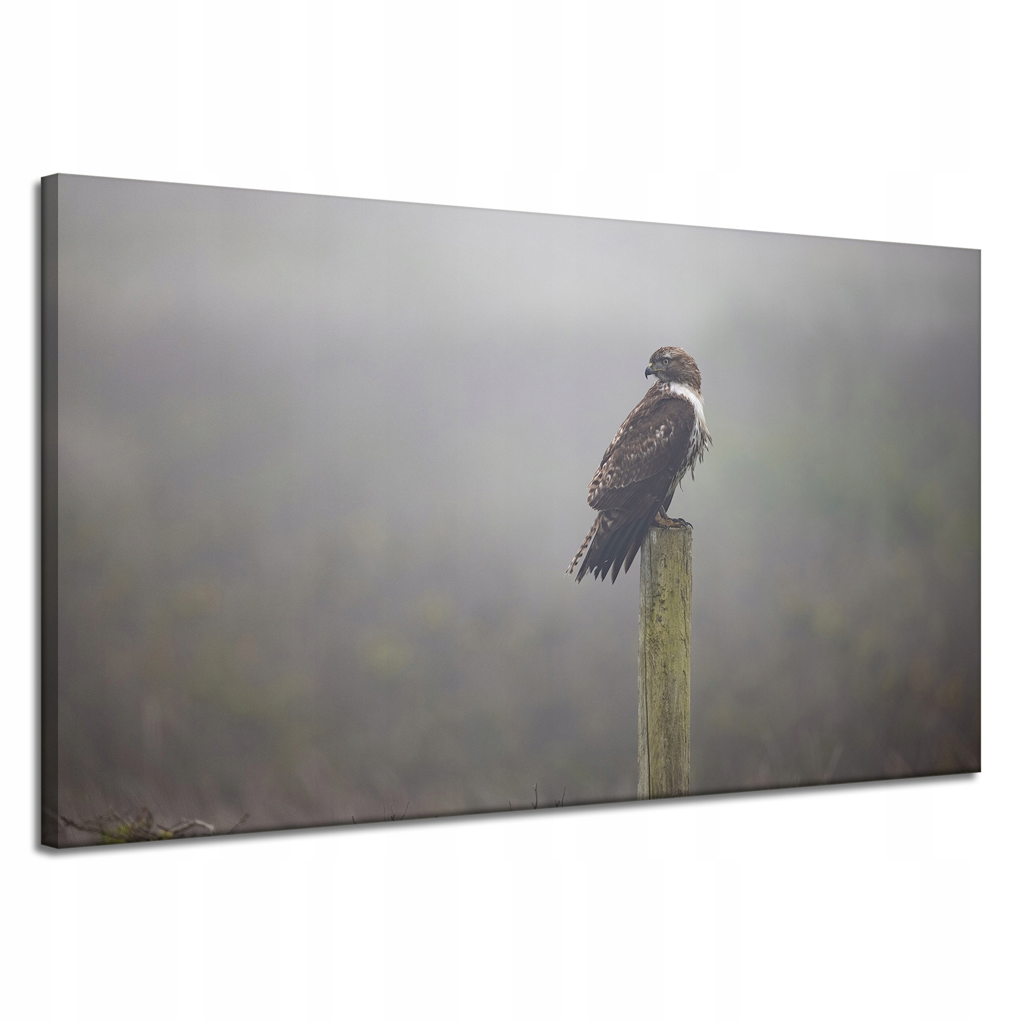 Obraz na plátně Zvířata Jestřáb Pták 120x70 cm
