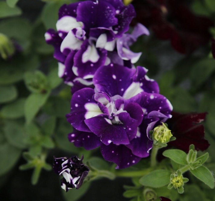 Petunia SweetSunshine Blue Sky PEŁNA PACHNĄCA