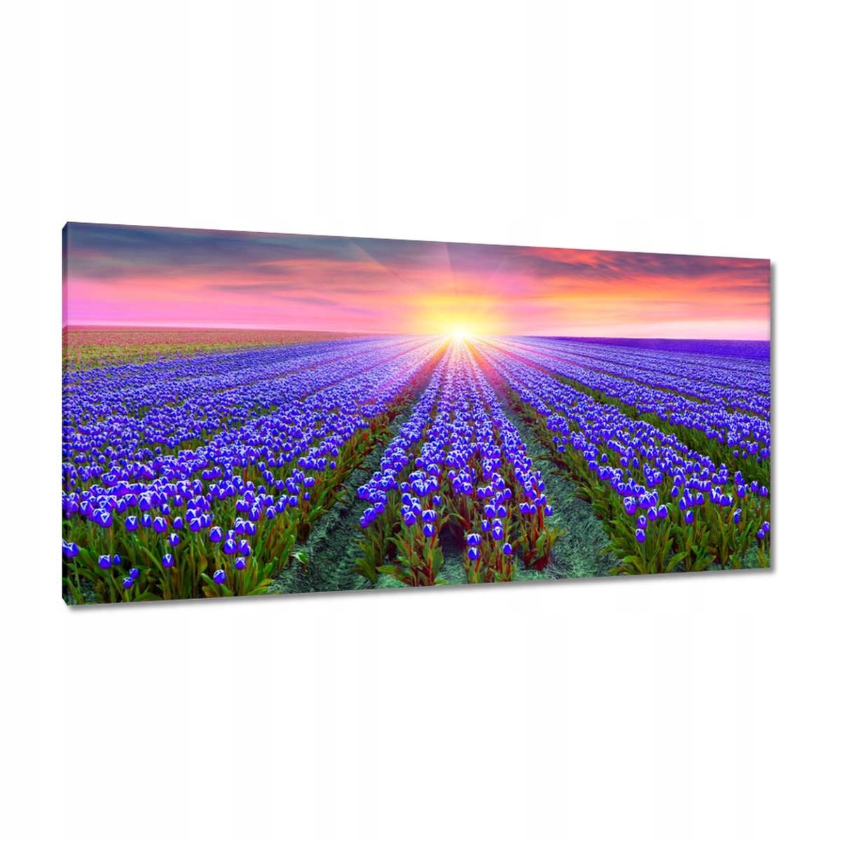 Obrazy 115x55 Moře tulipánů Tulipány