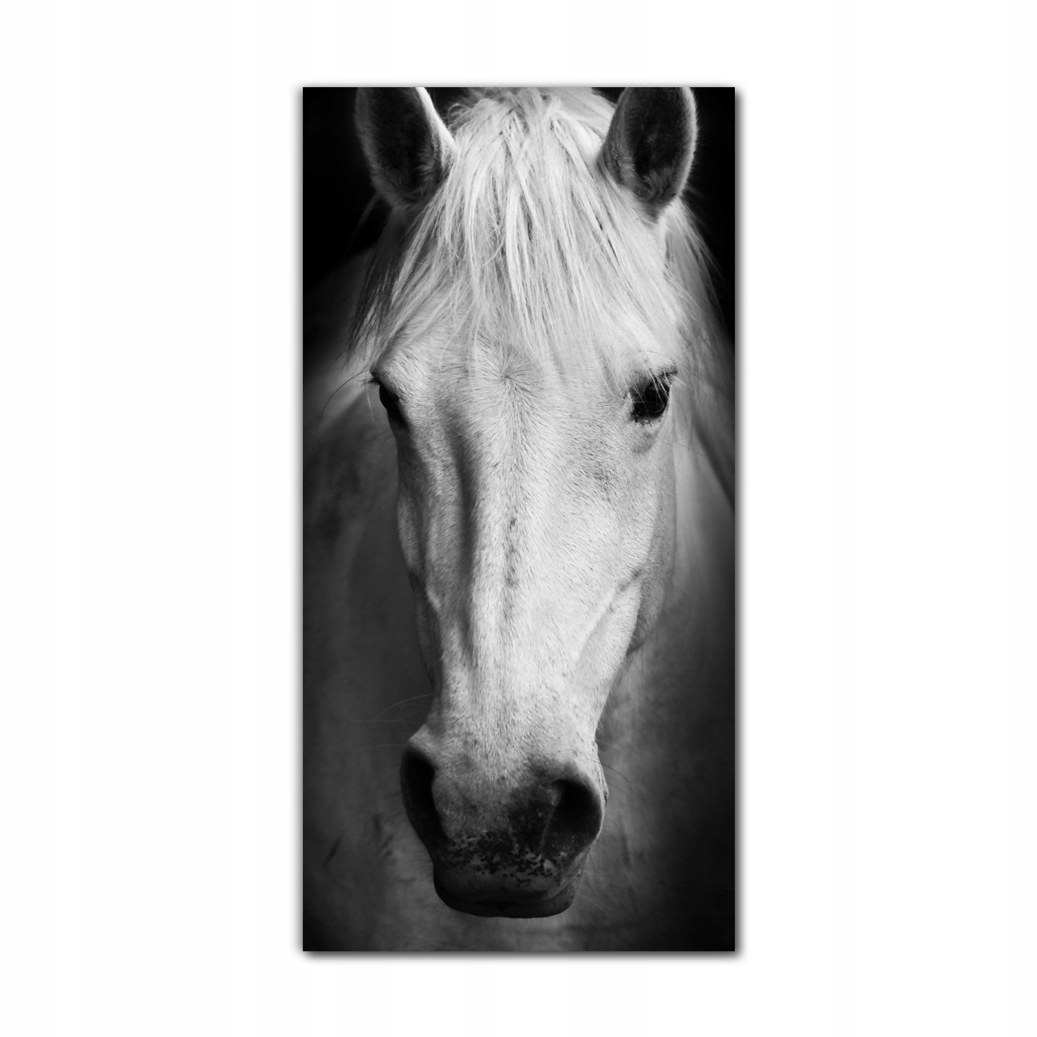 

Foto-obraz na szkle na ścianę 70x140 Ogier biały