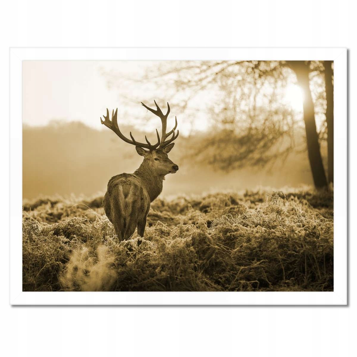 Plakáty v rámu 40x30 Jelen v lese
