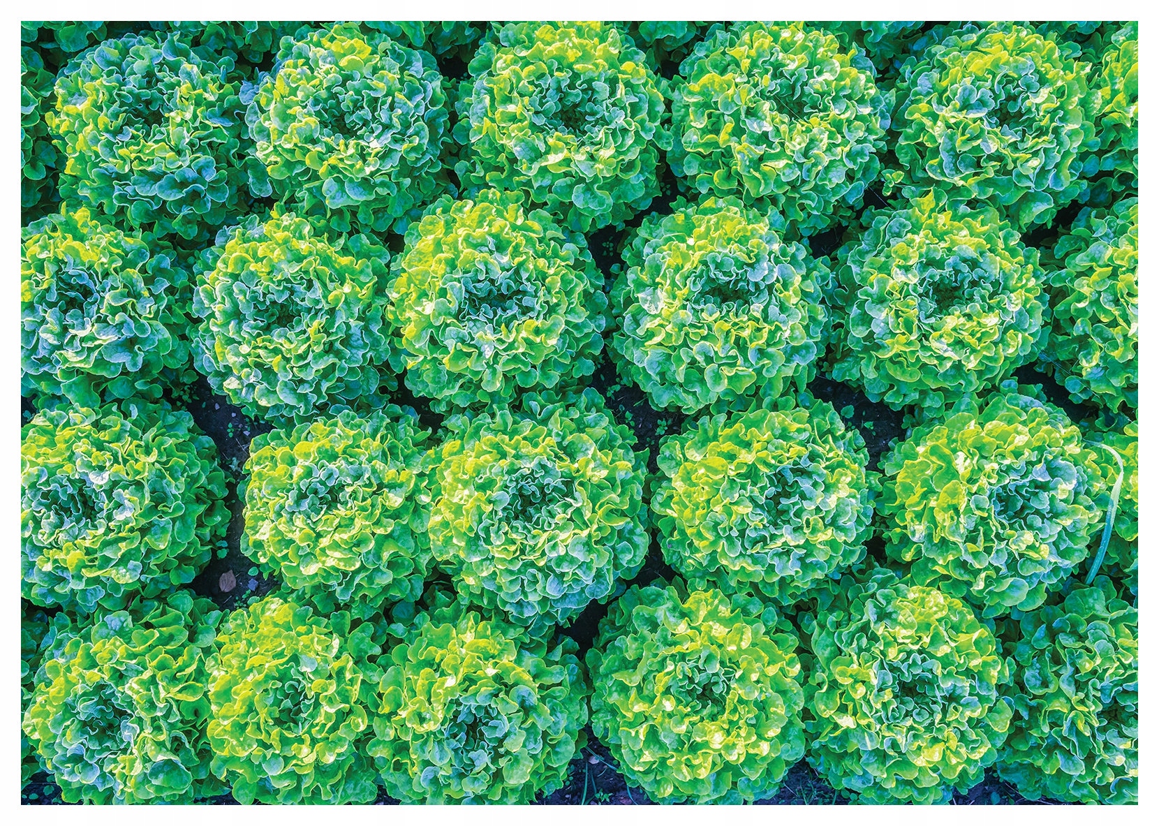 Fototapeta Salátové pole Svěžest a harmonie přírody 200x140 lepidlo