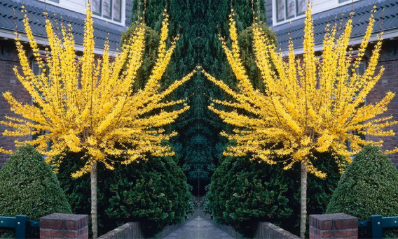 FORSYCJA SZCZEPIONA NA PNIU SŁOŃCE W OGRODZIE