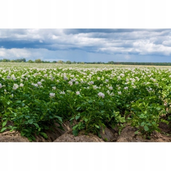 WIOSENNY WYDAJNY EKO NAWÓZ YARA MILA HYDROCOMPLEX granulat 20KG 20l Rodzaj nawozu wieloskładnikowy