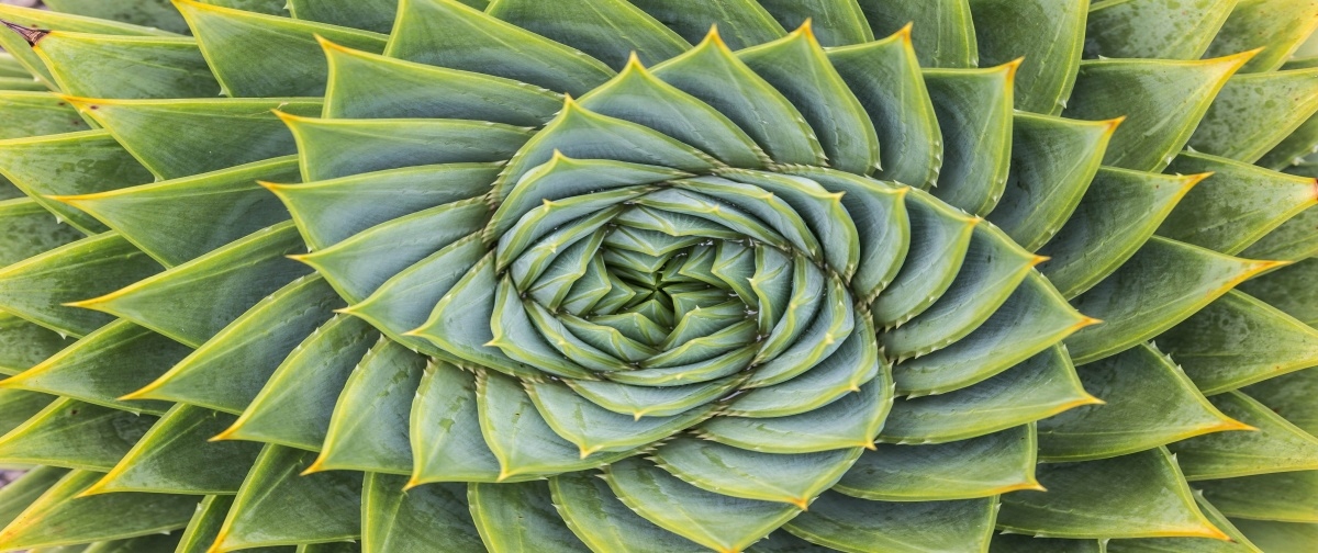 

Tapeta flizelinowa Aloes Symetria 250x104