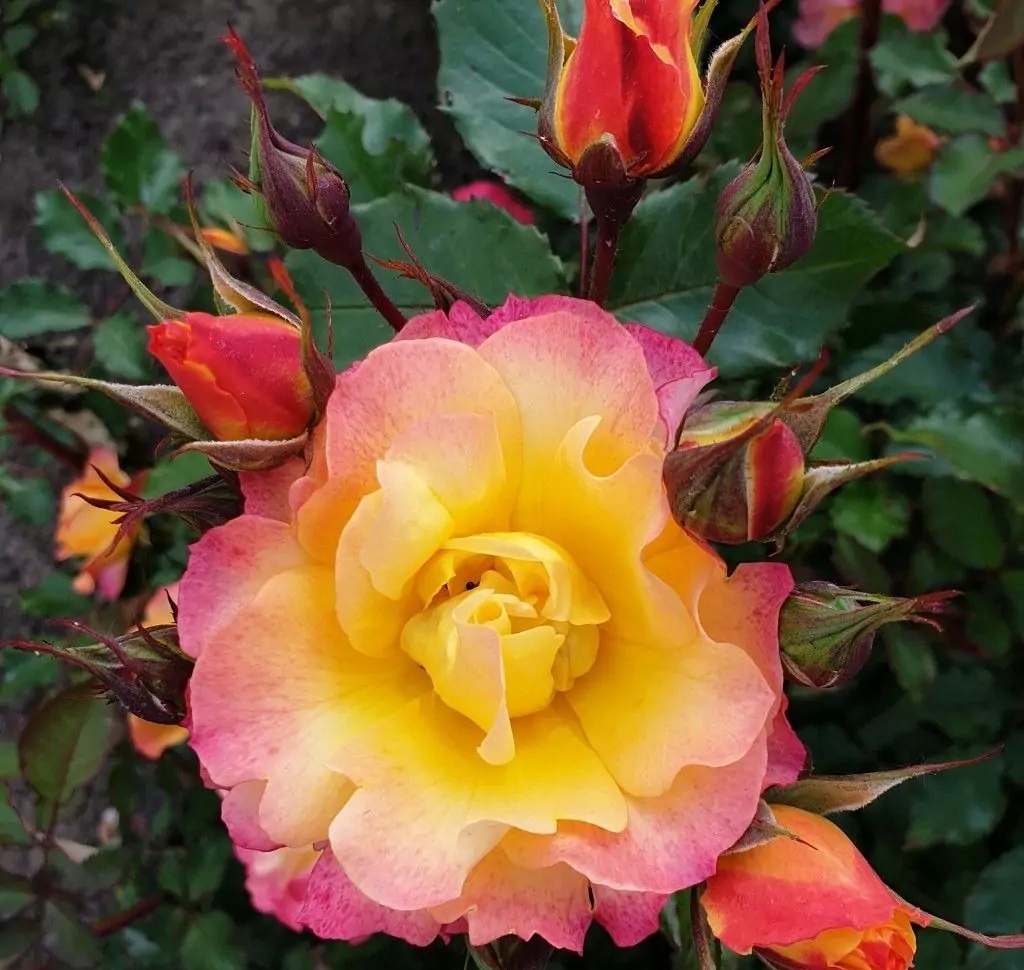 Ружа Паркова LANDLUST Kordes