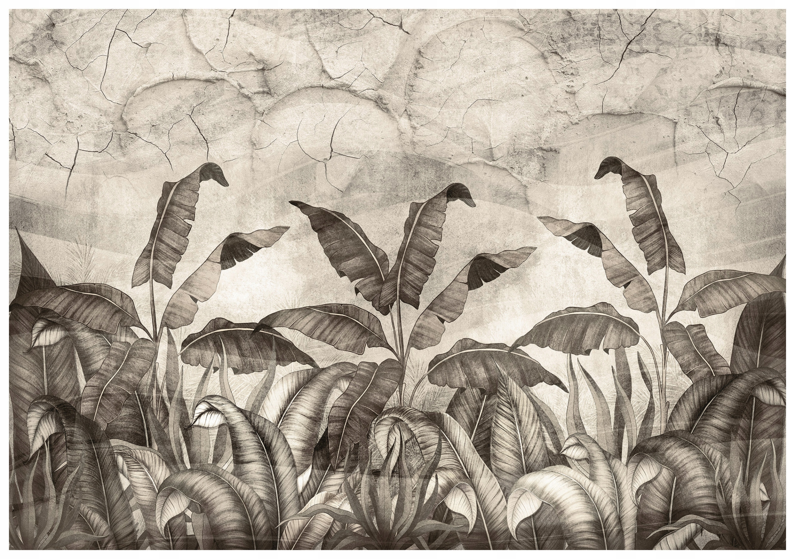 Fototapeta Banánové listy čierno-biele vinylová grafika 416x254 lepidlo