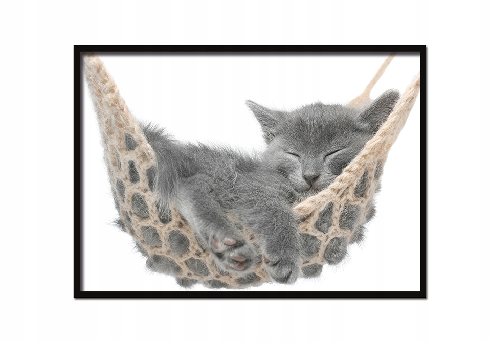 

Obraz Plakat W Ramie 53x73 cm Kot P519 poziom
